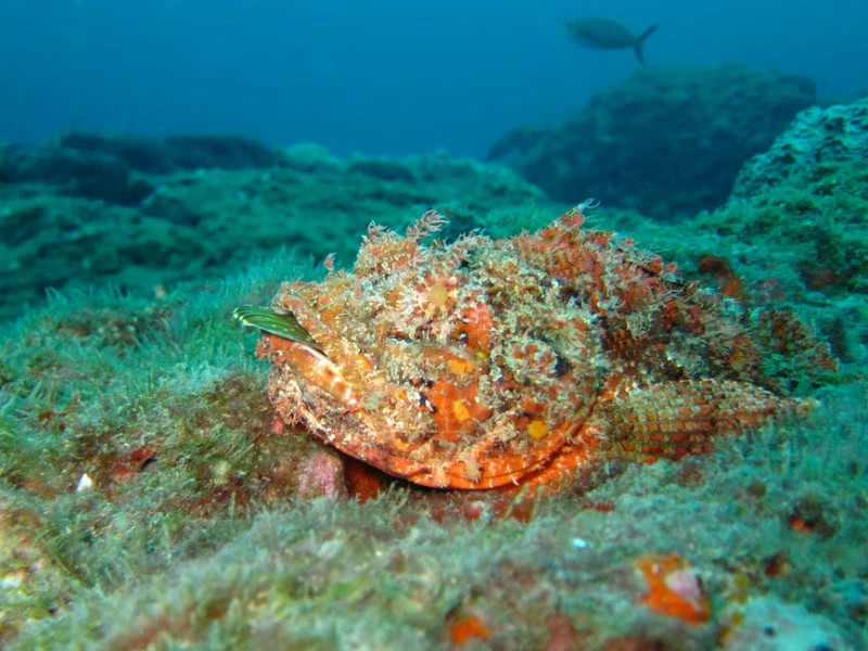 Scorpionfish