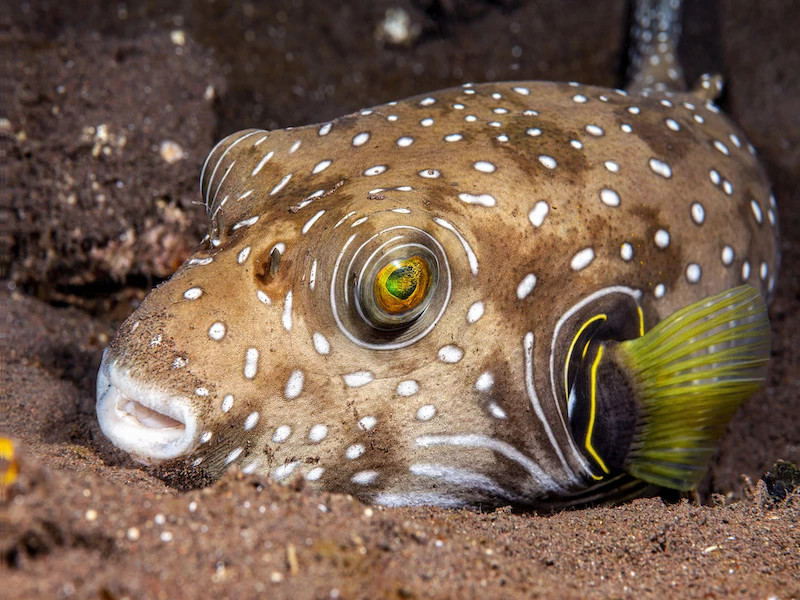 Pufferfish