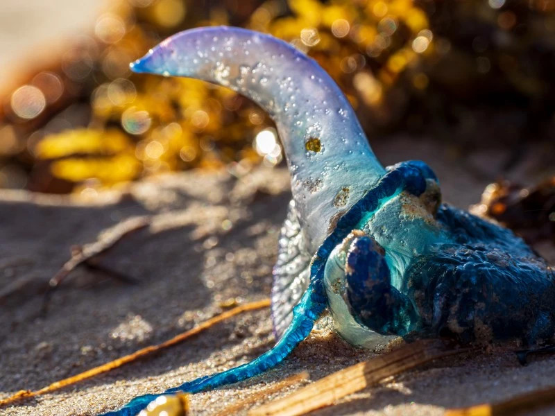Portuguese Man o' War
